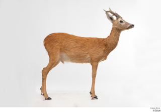 European roe deer whole body 0001.jpg